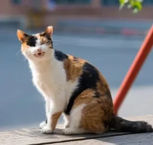 Gato tossindo como se fosse vomitar não necessariamente é um alerta para doenças cardíacas