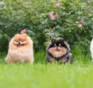 As cores do Lulu da Pomerânia são bem diversificadas