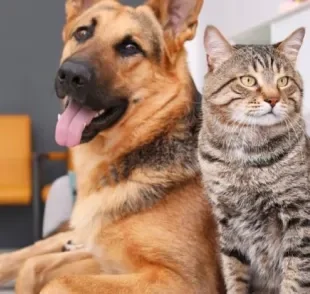 Descubra se cachorro e gato pega covid de humanos!