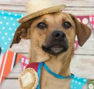  Para fazer uma festa junina pet, é importante saber quais comidas típicas o cachorro pode ou não comer 