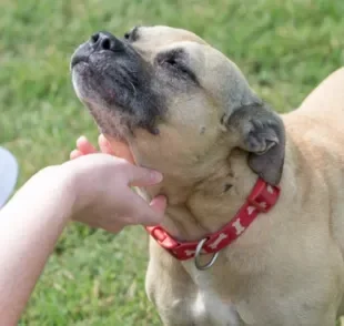 A papeira em cachorro acontece quando as glândulas parótidas do animal ficam inflamadas