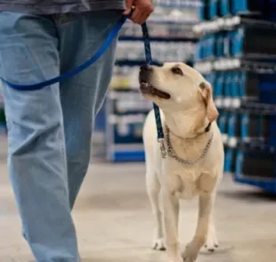 Lugares pet friendly permitem que cães frequentem os mesmos espaços que seus tutores de maneira confortável