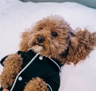 O pijama para cachorro deve ser confortável e com um tecido leve