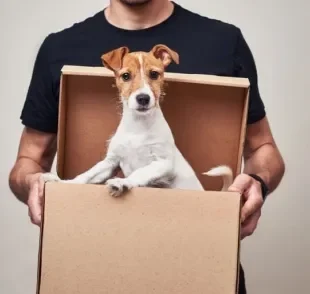 Dar um cachorro de presente nem sempre é uma boa ideia. Entenda o motivo