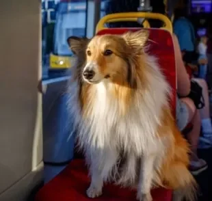 É importante saber se pode levar cachorro no transporte público e quais são as leis em cada cidade