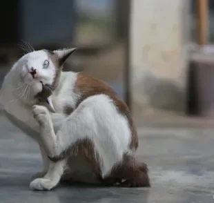 A pulga de gato causa coceira e outros incômodos