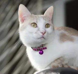 A coleira com guizo incomoda os ouvidos do gato e, a longo prazo, pode causar surdez