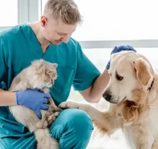 Veterinário dermatologista, cardiologista, ortopedista... essas são algumas das especialidades veterinárias
