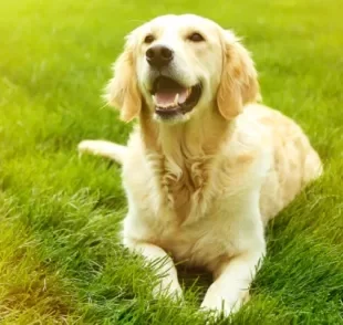 As raças de cachorro submisso, como Labrador e Golden, costumam ser mais dóceis, apegadas e obedientes ao tutor