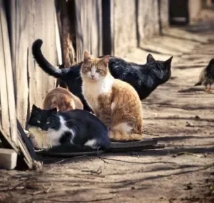  O gato abandonado precisa de uma série de cuidados antes de ser resgatado. Saiba quais são eles
