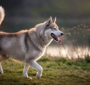 O Husky Siberiano tem uma boa expectativa de vida, mas demanda certos cuidados para isso