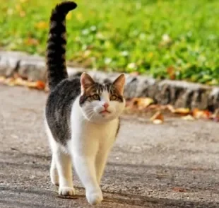 O rabo do gato é uma dentre as várias partes do corpo felino que são repletas de curiosidades