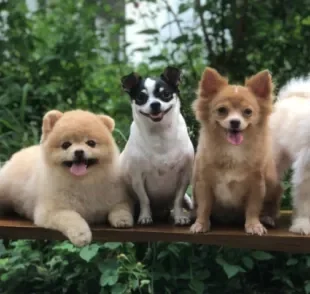 Existem diversas raças de cachorro espalhadas por aí com características diferentes entre si