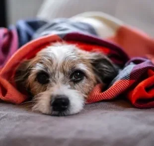 O refluxo em cachorro pode ter causas genéticas ou ser causado por alimentações rápidas e em grande quantidade