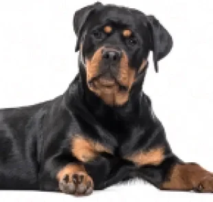 O Rottweiler conquista todo mundo com seu tamanho grande e jeitinho amoroso com a família