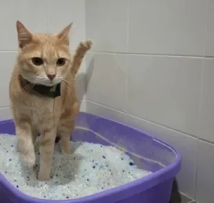 A areia sílica para gatos é um tipo de substrato para o animal fazer suas necessidades na caixinha