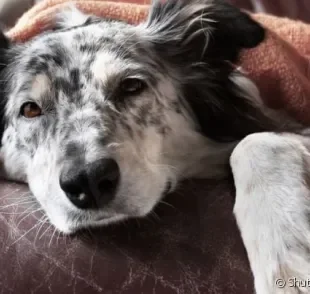 As larvas podem viver por até 7 anos no corpo do cão hospedeiro.