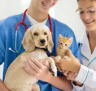 O veterinário dermatologista ajuda a diagnosticar e tratar uma série de doenças de pele em cães e gatos