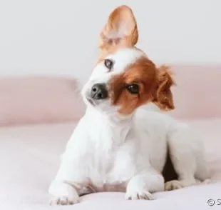 
Cachorras de porte pequeno combinam com nomes curtinhos, que também são mais fáceis de serem compreendidos.
