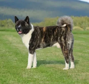 O Akita Americano tem um padrão de pelagem diferente do Akita Inu