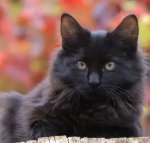 A alopecia em gatos acontece quando os pelos do animal caem excessivamente