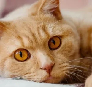 A anisocoria em gatos é uma condição que pode acometer os olhos do bichano