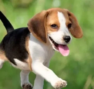 A raça Beagle é animada e traz diversão para a família desde os primeiros meses de vida