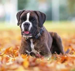 O bico de papagaio em cachorro, ou espondilose, é uma formação óssea que pode aparecer na coluna vertebral do cachorro