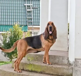 O Bloodhound - ou cão de Santo Humberto - é uma raça grande, mas muito amigável