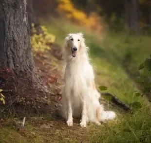 O Borzoi é um cachorro com aparência esbelta e elegante, originário da Rússia
