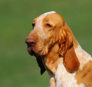 O Braco-Italiano tem cabeça proporcional, grandes orelhas pendentes, olhos caídos e bochechas longas.