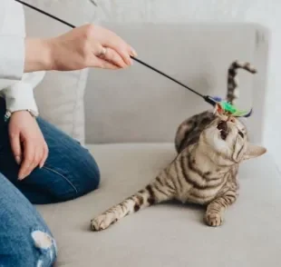 Existem várias brincadeiras para gatos fáceis de colocar em prática