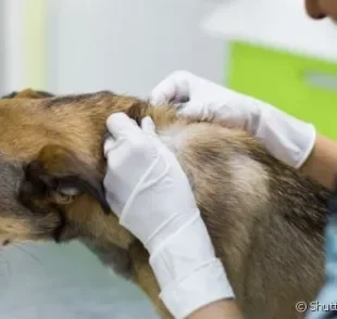 Calazar é o nome mais popular da leishmaniose canina, uma doença causada pelo protozoário do gênero Leishmania.