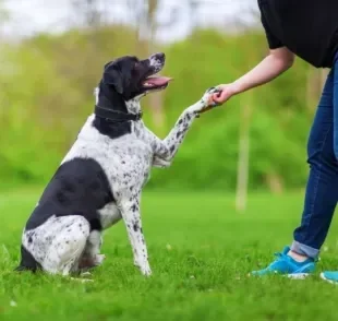 O ranking de inteligência canina leva vários fatores em consideração