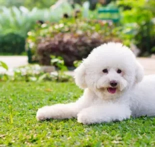 O Poodle é um cachorro inteligente e que tem muita facilidade em aprender