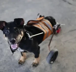 O uso de cadeira de roda para cachorro deve ser recomendado por um veterinário