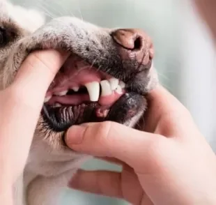 Examine atentamente a boca do seu cachorro: os dentes devem estar branquinhos e a gengiva clara.