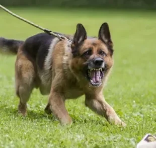 Um cachorro reativo reage com exagero a determinadas situações que causem desconforto