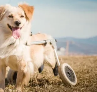 Seja um cachorro paraplégico, cego ou surdo, um pet com deficiência enfrenta mais dificuldade para ser adotado