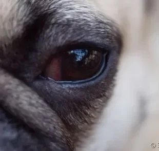 Pug é uma das raças com mais chances de ter lágrima ácida.