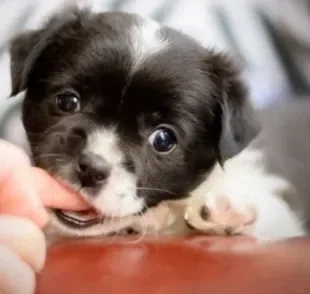  O cachorro filhote mordendo costuma ser uma consequência da troca de dentes 