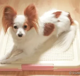 Já é possível encontrar com facilidade vários modelos de banheiro inteligente para cachorro