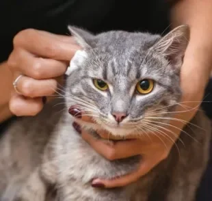  Saber como limpar orelha de gato não é difícil, mas requer alguns cuidados 