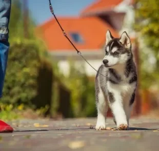  Passear com cachorro é indispensável para manter o bem-estar dos pets 