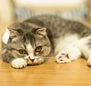 Para aprender como saber se gato sente dor é importante observar as mudanças gerais de comportamento