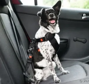 O local mais apropriado para transportar um cachorro no carro é o banco traseiro.