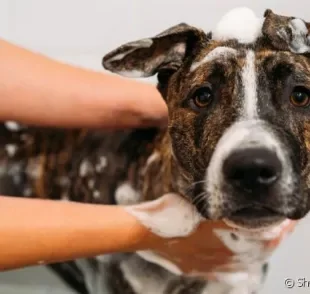 
Veja como dar banho em cachorro de forma eficiente e rápida, para que ele não sinta frio e fique bem limpinho

