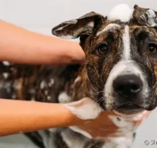 Veja como dar banho em cachorro de forma eficiente e rápida, para que ele não sinta frio e fique bem limpinho
