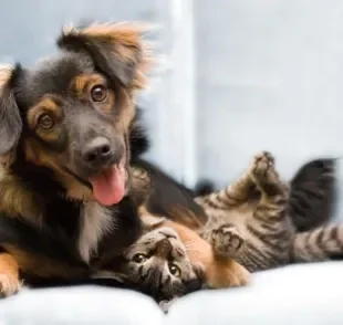 Dia Mundial do Pet é comemorado no dia 4 de outubro para lembrar que a vida dos bichinhos deve ser preservada