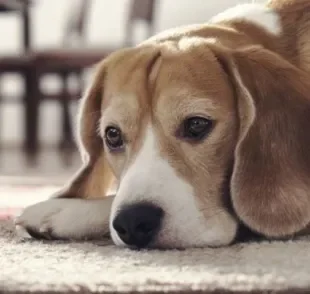 A doença de Lyme pode acometer cães e humanos, por isso precisa de atenção